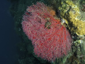 A red knotted fan (Melithaea ochracea) spreads out on a coral reef in the deep ocean, dive site