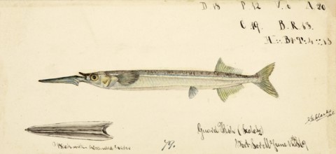 Southern garfish, Hyporhamphus melanochir, Southern garfish, fish, reproduction of an original, by