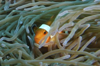 An Ocellaris Clownfish (Amphiprion ocellaris), Nemo, hiding between the tentacles of a sea anemone,