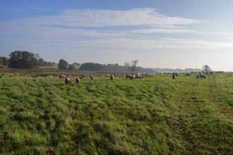 Flock of sheep on a large nature reserve, Mecklenburg-Western Pomerania, Germany, Europe