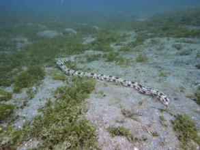 A long Feather mouth sea cucumber (Synapta maculata) stretches across the sandy seabed, dive site