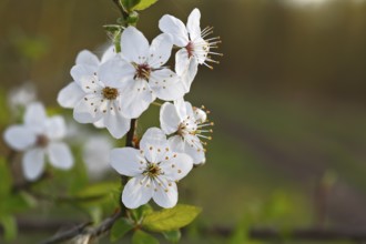 Wild fruit blossoms, white flowers, Peene Valley River Landscape nature park Park,