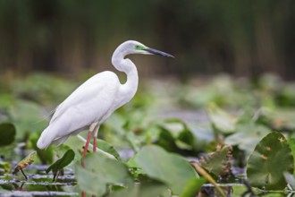 Great White Egret (Ardea alba modesta) type Modesta, winter visitor, migratory bird, resting bird,