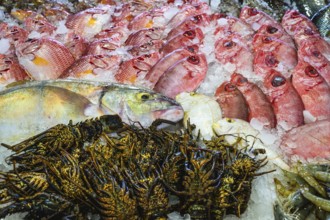 Red Sea Fish, Fish Market in Hurghada, Egypt, Africa