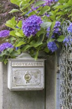 Old post box surrounded by blooming purple hydrangeas in front of a stone wall and an iron fence,