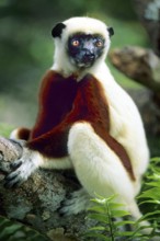 Crown sifaka, Madagascar, Coquerels crown sifaka, Prophitecus verreauxi coquereli, Madagascar,