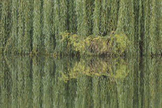 Green Babylon willow (Salix babylonica) with branches and twigs on the banks of the Lahn and