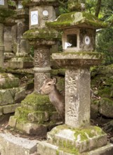 Kasuga-taisha shrine, Nara, Japan, Asia