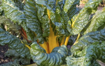 Chard, yellow-stemmed, vegetable patch, North Rhine-Westphalia, Germany, Europe