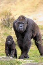 Western gorilla (Gorilla gorilla), adult, female, juvenile, social behaviour