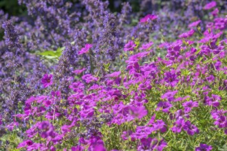 Purple catmint and pink cranesbill bloom side by side in a lively garden, Germany, Europe