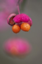 Peacock, spindle bush (Euonymus europaeus), fruit stand, Emsland, Lower Saxony, Germany, Europe