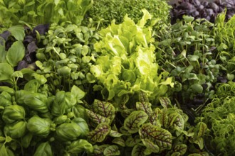 Set of boxes with microgreen sprouts of purple and green basil, sunflower, radish, sorrel, pea,