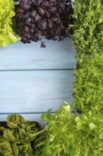 Set of boxes with microgreen sprouts of purple and green basil, sunflower, radish, sorrel, pea,