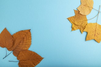 Composition with yellow and brown autumn leaves on blue pastel background. flat lay, top view,