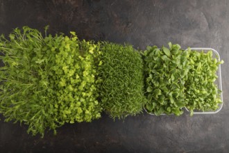 Set of boxes with microgreen sprouts of spinach, carrot, chrysanthemum, borage, mizuna cabbage on