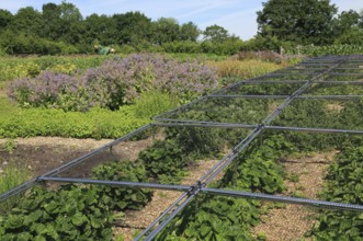 Volunteer workers in the vegetable garden, Sissinghurst castle gardens, Kent, England, UK