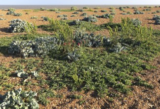 Sea Pea plant, Lathyrus japonicus, valerian, and sea kale plants, Shingle Street, Suffolk, England,