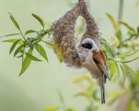 Eurasian penduline tit (Remiz pendulinus) floodplain landscape, floodplain meadows, nest building,