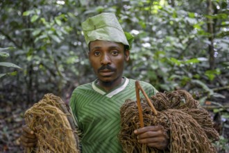 Pygmy of the Baka or BaAka people with his traps and hunting nets in the forest, Dzanga-Sangha