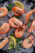 King shrimps, undivided, boiled-frozen, on ice, top view, selective focus, no people