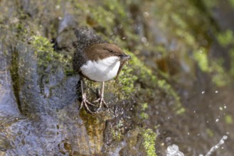 White-throated Dipper (Cinclus cinclus), at a torrent with prey in its beak, Rhineland-Palatinate,