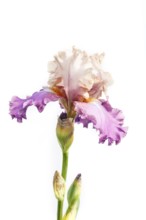 Beautiful multicolored iris flower isolated in white. Close up