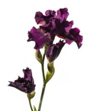 Beautiful multicolored iris flower isolated in white. Close up