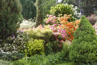 Decorative trees. shrubs and flowers in the garden: spruce, arborvitae, pine, fir, juniper,