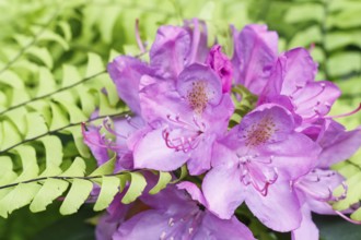 Rhododendron (azalea) flowers of various colors in the spring garden. Closeup. Blurred background