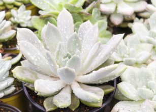 Various types of succulent in flower pots in the greenhouse. Closeup, selective focus