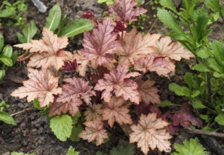 Heuchera or coral bells, plant with beautiful colored leaves