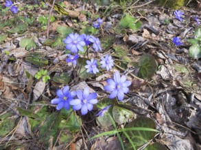 Hepatica blooming in the wood in spring