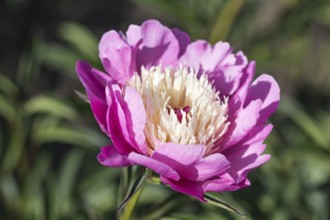 Pink peony flower in a botanical garden