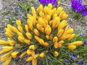 Crocuses blooming in the botanical garden in spring