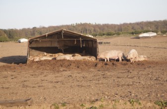 Outdoor free range pig farming, Wantisden, Suffolk, England, United Kingdom, Europe