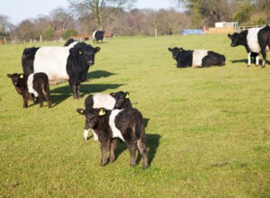 Rare breed Belted Galloway beef cattle herd at Lux farm, Kesgrave, Suffolk, England, United