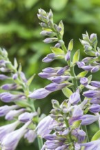 Hosta blooming in the garden in summer