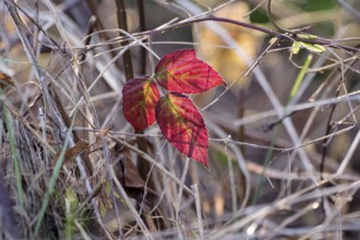 Dewberry (Rubus caesius), leaf, close-up view, autumn, discoloured, red, Germany, The colourful