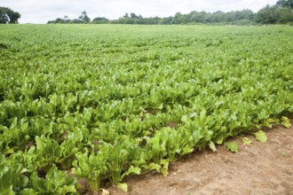 Green leaves of sugar beet plants, Beta vulgaris, crop growing in a field near Shottisham, Suffolk,