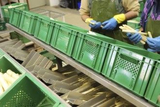 Agriculture asparagus washing and sorting with washing machine and sorting machine on a farm in