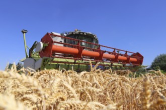 Harvesting grain with a combine harvester in a field near Ludwigshafen