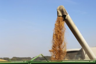 Grain harvest with combine harvester, the grain is unloaded