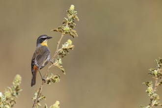 Cossypha caffra, family of flycatchers, Underberg surroundings, Underberg, KwaZulu-Natal, South