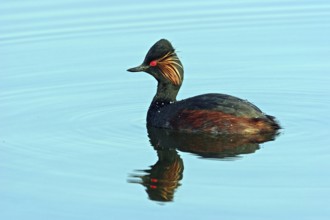 Black-necked grebe (Podiceps nigricollis), swimming in the water, Hides de El Taray / Floating