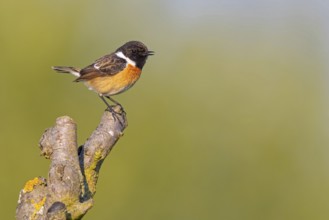 Stonechat, (Saxicola torquata), foraging, female, Bad D¸rkheim district, Eich,