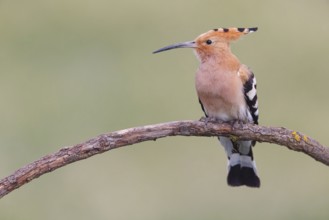 Hoopoe, (Upupa epops), on perch, hoopoe family, formerly raptors, Hides de El Taray / Lesser Kestr,