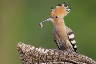 Hoopoe, (Upupa epops), on perch with prey, family Hoopoes, formerly raptors, Hides de El Taray /