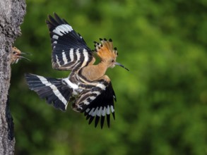 Hoopoe, (Upupa epops), take-off from the breeding den, family Hoopoes, formerly Rackenvögel, Hides