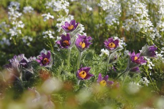 Common pasque flower (Pulsatilla vulgaris), North Rhine-Westphalia-Germany